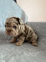 Milan , a male French Bulldog for sale in Miami, FL – 3 of 5