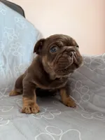 Lucca, a male French Bulldog for sale in Miami, FL – 4 of 4