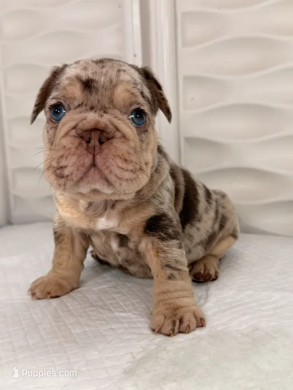 Milan  – French Bulldog puppy for sale in Miami, FL