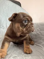Lucca, a male French Bulldog for sale in Miami, FL – 2 of 4