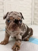Venecia, a female French Bulldog for sale in Miami, FL – 4 of 4