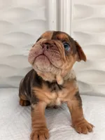 Panda, a male French Bulldog for sale in Miami, FL – 5 of 5