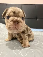 Milan , a male French Bulldog for sale in Miami, FL – 2 of 5