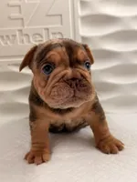 Panda, a male French Bulldog for sale in Miami, FL – 3 of 5
