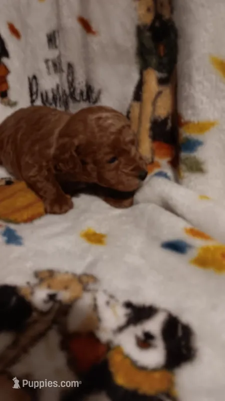 Blaze  – Poodle - Toy  puppy for sale in Louisville, KY