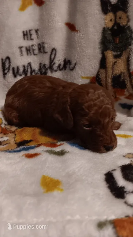 Jewels  – Poodle - Toy  puppy for sale in Louisville, KY