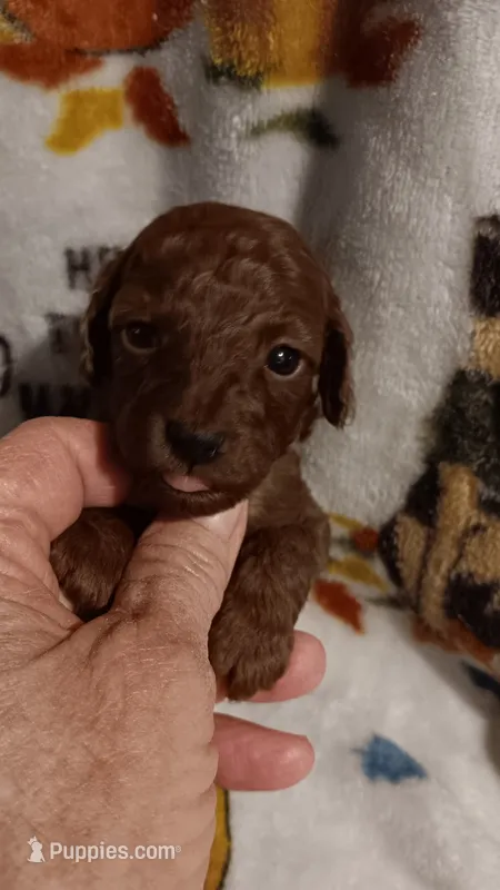 Jewels  – Poodle - Toy  puppy for sale in Louisville, KY
