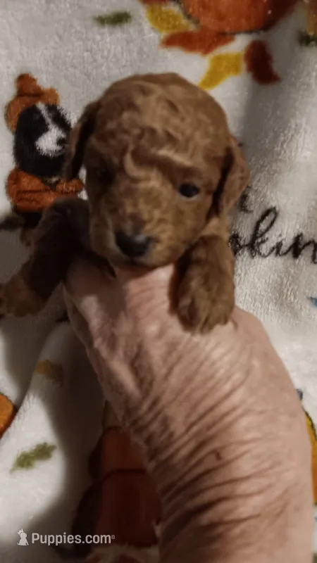 Fire 🔥  – Poodle - Toy  puppy for sale in Louisville, KY