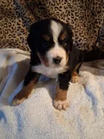 Mountain , a male Bernese Mountain Dog for sale in Louisville, KY – Photo 1 of 7