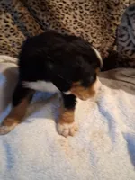 Mountain , a male Bernese Mountain Dog for sale in Louisville, KY – Photo 3 of 7