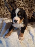Mountain , a male Bernese Mountain Dog for sale in Louisville, KY – Photo 2 of 7