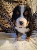 Mountain , a male Bernese Mountain Dog for sale in Louisville, KY – Photo 5 of 7