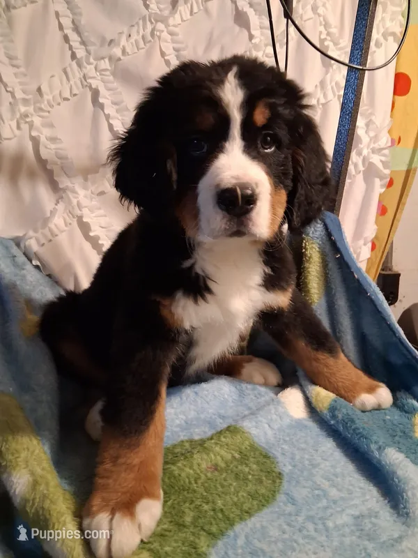 Mountain  – Bernese Mountain Dog puppy for sale in Louisville, KY