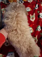  HAPPY HEAD TRUNER, a female Poodle - Toy  for sale in Louisville, KY – Photo 3 of 9