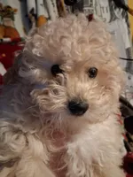  HAPPY HEAD TRUNER, a female Poodle - Toy  for sale in Louisville, KY – Photo 7 of 9