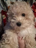  HAPPY HEAD TRUNER, a female Poodle - Toy  for sale in Louisville, KY – Photo 9 of 9