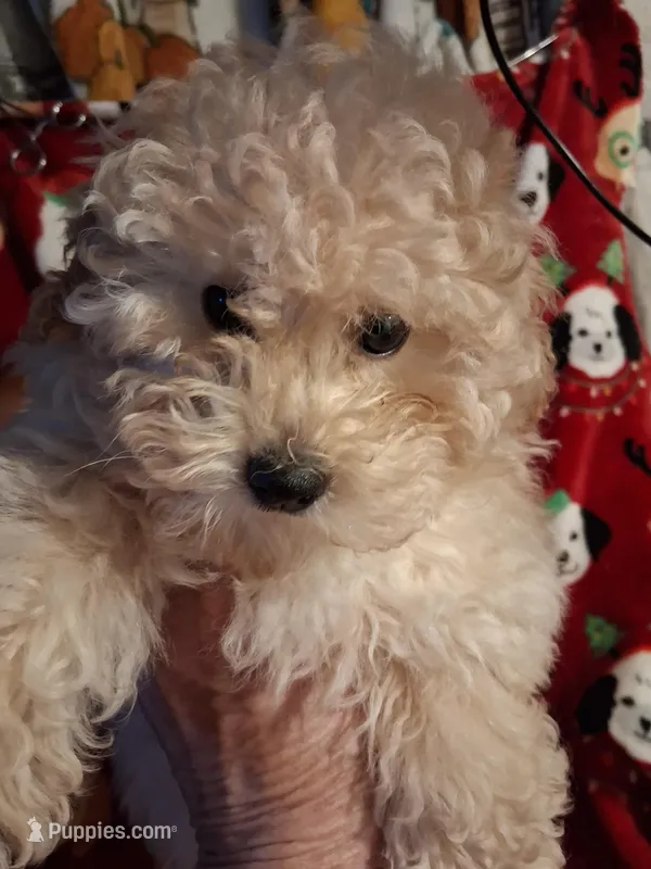  HAPPY HEAD TRUNER – Poodle - Toy  puppy for sale in Louisville, KY