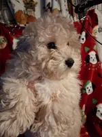  HAPPY HEAD TRUNER, a female Poodle - Toy  for sale in Louisville, KY – Photo 6 of 9