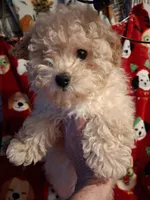  HAPPY HEAD TRUNER, a female Poodle - Toy  for sale in Louisville, KY – Photo 5 of 9