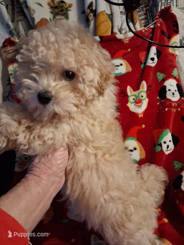 *GLORIA* – Poodle - Toy  puppy for sale in Louisville, KY