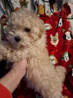  HAPPY HEAD TRUNER, a female Poodle - Toy  for sale in Louisville, KY – Photo 4 of 9