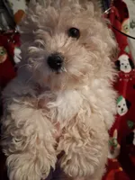  HAPPY HEAD TRUNER, a female Poodle - Toy  for sale in Louisville, KY – Photo 8 of 9
