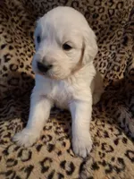 processed/6d5ef456-049e-4512-835f-ee19076c0781/listing/57970057-5dc5-41f4-b46d-31c5d8af6cc3/0bcf8295-2965-43fd-a31c-a13f66d8433a