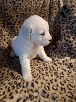 processed/6d5ef456-049e-4512-835f-ee19076c0781/listing/5a585e32-8b08-40be-9903-6bf7fec9077b/281e3234-8c5f-48ef-b123-76eb5553a8ab