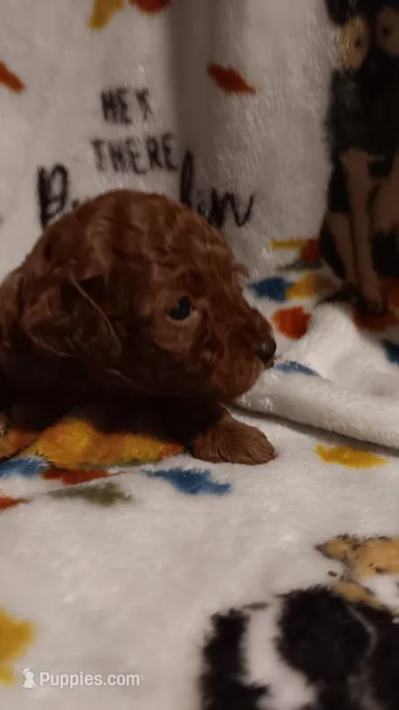 Rosebud.   – Poodle - Toy  puppy for sale in Louisville, KY
