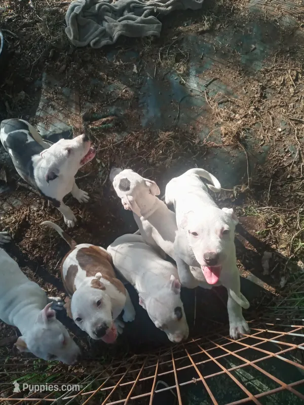 Boss... POSTING FOR A FRIEND  – American Pit Bull Terrier puppy for sale in Louisville, KY