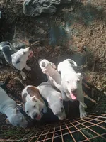 Best Friend. Posting for a friend  , a female American Pit Bull Terrier for sale in Louisville, KY – 1 of 1