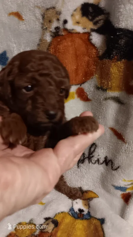 Rosebud.   – Poodle - Toy  puppy for sale in Louisville, KY