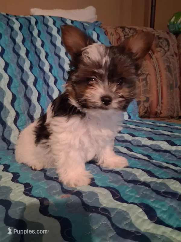 AKC Tiny Fred  – Yorkshire Terrier puppy for sale in Louisville, KY