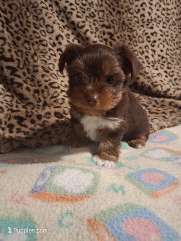   AKC CHOCOLATE KISSES  – Yorkshire Terrier puppy for sale in Louisville, KY