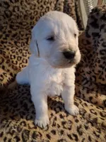 processed/6d5ef456-049e-4512-835f-ee19076c0781/listing/a7370a64-7c3a-4788-9642-413bfce0132e/4c411bd7-1a1c-4681-8ec9-9d615e828ad4