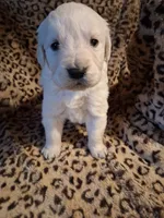 processed/6d5ef456-049e-4512-835f-ee19076c0781/listing/a7370a64-7c3a-4788-9642-413bfce0132e/bdbd555b-03be-4988-9e40-39b1c2527276