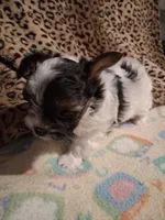 AKC Tiny Fred , a male Yorkshire Terrier for sale in Louisville, KY – 3 of 4