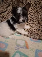AKC Tiny Fred , a male Yorkshire Terrier for sale in Louisville, KY – 2 of 4