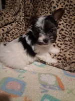 AKC Tiny Fred , a male Yorkshire Terrier for sale in Louisville, KY – 1 of 4