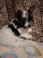 AKC Tiny Fred , a male Yorkshire Terrier for sale in Louisville, KY – 4 of 4