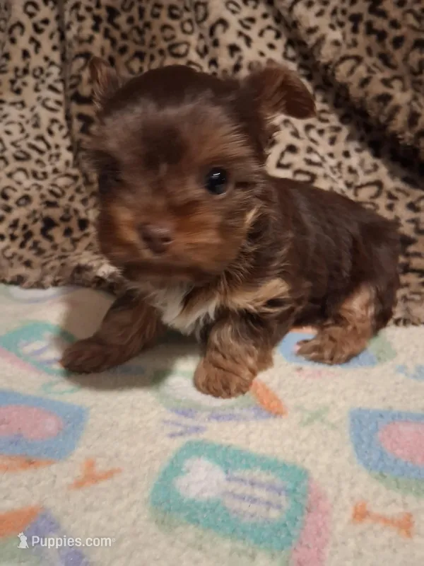 AKC HERSHEY  – Yorkshire Terrier puppy for sale in Louisville, KY