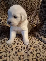 processed/6d5ef456-049e-4512-835f-ee19076c0781/listing/e26b081d-38fd-470d-9d86-de3bf11918a6/994d1fc6-6fb7-402e-8a33-9180dac4f15e