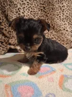 AKC TINY ,,,Special Needs ,,, , a male Yorkshire Terrier for sale in Louisville, KY – 4 of 4