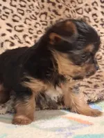 AKC TINY ,,,Special Needs ,,, , a male Yorkshire Terrier for sale in Louisville, KY – 2 of 4