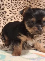 AKC TINY ,,,Special Needs ,,, , a male Yorkshire Terrier for sale in Louisville, KY – 3 of 4