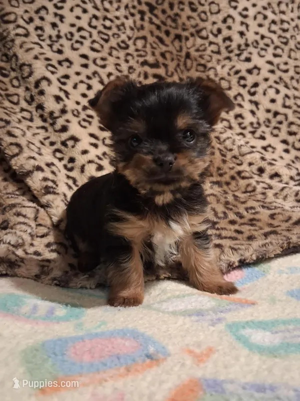 AKC TINY  – Yorkshire Terrier puppy for sale in Louisville, KY