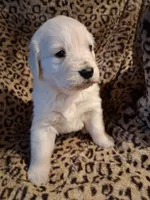 processed/6d5ef456-049e-4512-835f-ee19076c0781/listing/e70bf8f7-16c2-459c-83cd-0ea3ff9c09b2/2729631a-a3d4-4d09-a546-1593ae9a5cfa