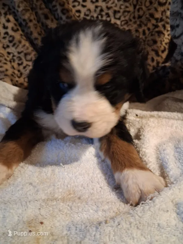 King – Bernese Mountain Dog puppy for sale in Louisville, KY