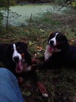 King, a male Bernese Mountain Dog for sale in Louisville, KY – Photo 6 of 6