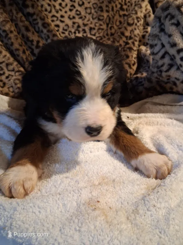King – Bernese Mountain Dog puppy for sale in Louisville, KY